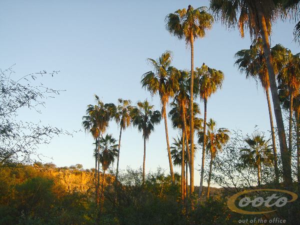 DSC00334