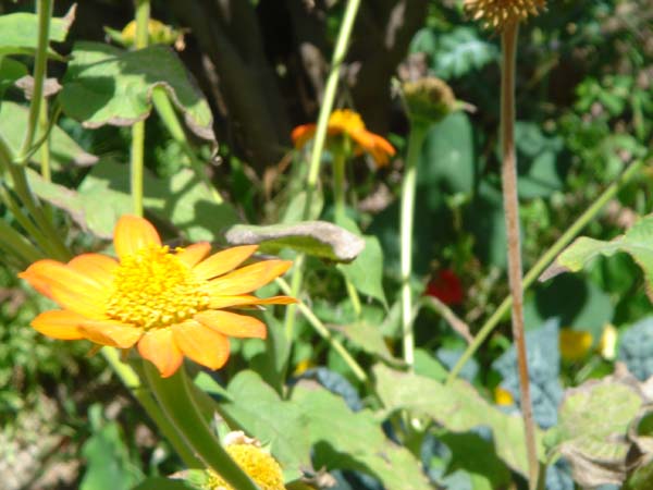 DSC00877