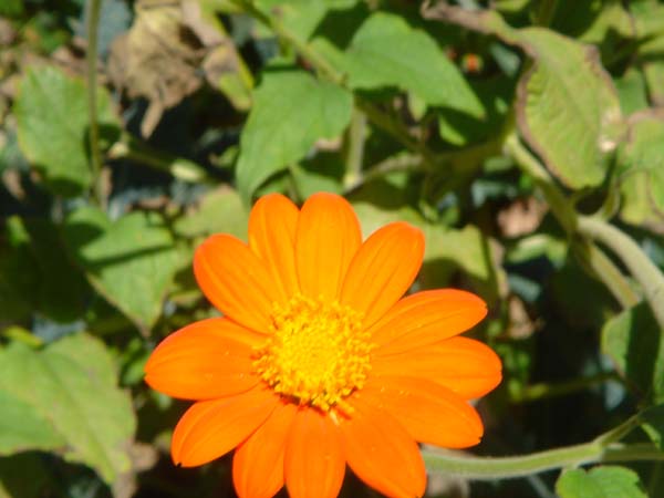DSC00878