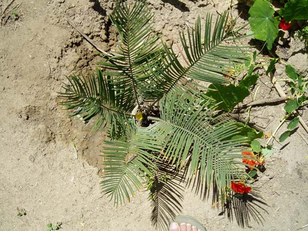 P1010094_1