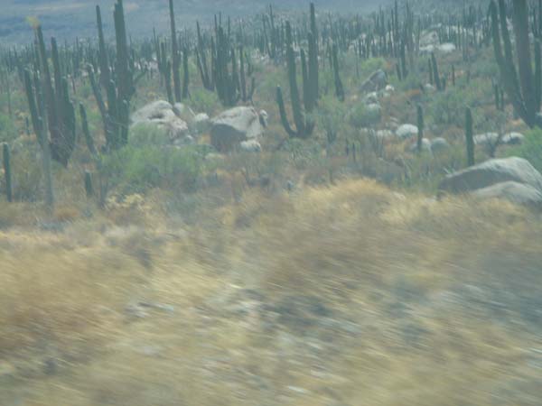 DSC02534
